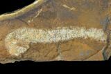 Paleocene Fossil Flower Stamen (Palaeocarpinus) - North Dakota #145336-1